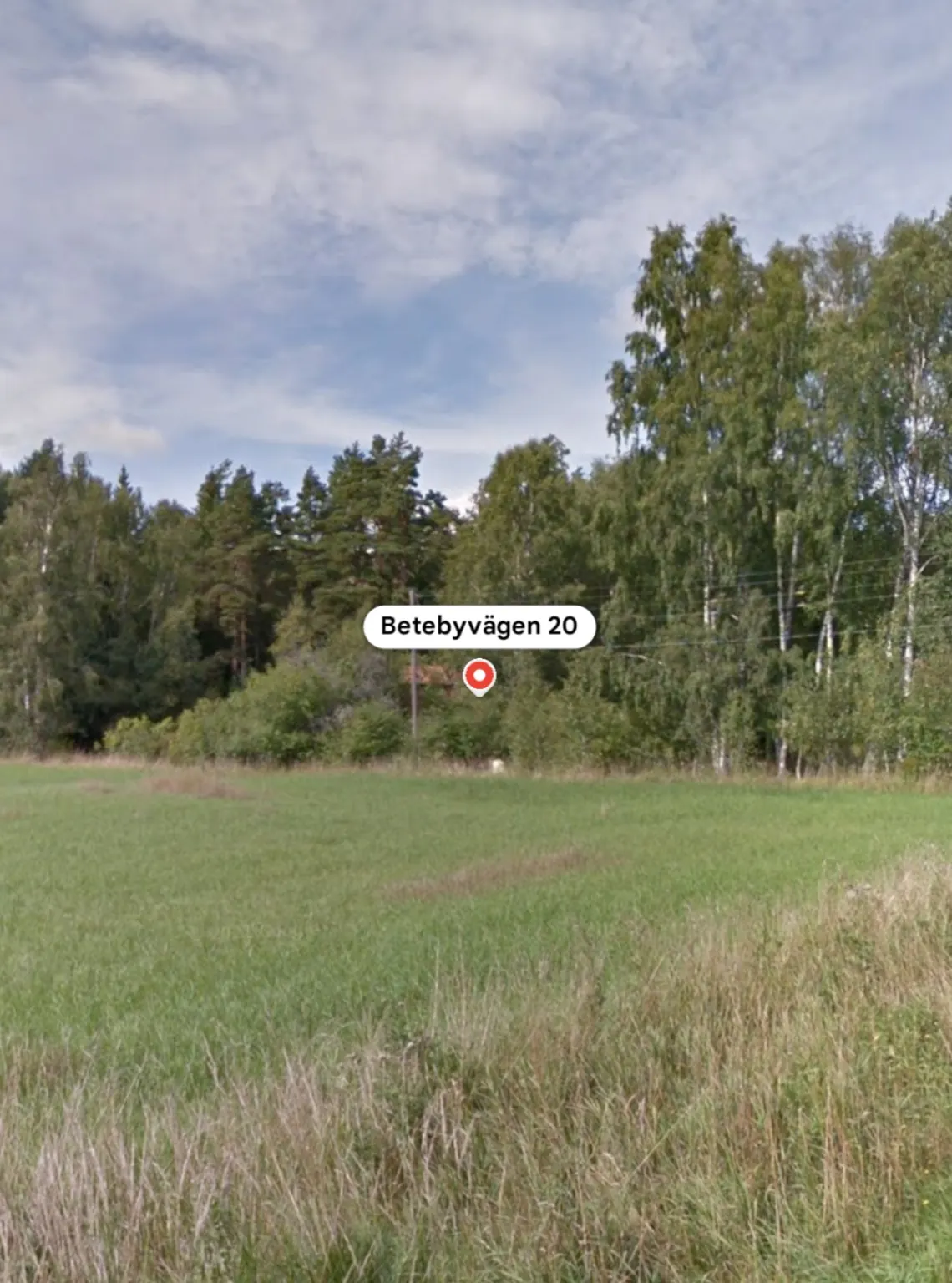 Öppet grönt fält och skogsbryn under en ljus sommarhimmel